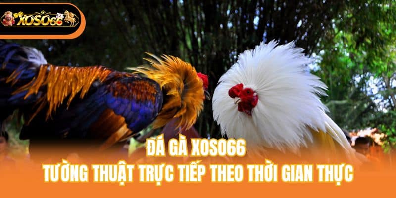 Đá gà xoso66 tường thuật trực tiếp theo thời gian thực