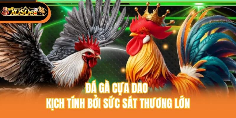 Đá gà cựa dao kịch tính bởi sức sát thương lớn