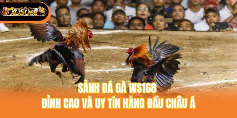 Sảnh đá gà WS168 đỉnh cao và uy tín hàng đầu châu Á
